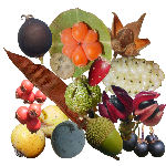 Quel est ce fruit ?