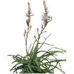 Plantes méditerranéennes
