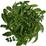 Salades sauvages