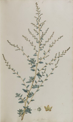 L'Arroche marine (Atriplex halimus)