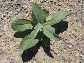 Brocoli sauvage
