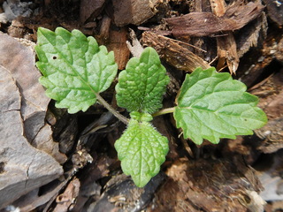 Mélisse officinale