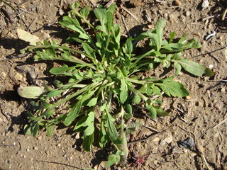 Coquelicot