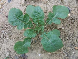 Diplotaxis