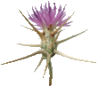 Centaurée chausse-trape