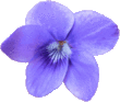 Violette hérissée