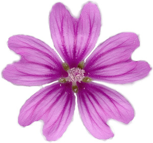 Mauve sylvestre - Boutons de fleur de Malva sylvestris -– Herbes d'Or