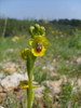 Ophrys jaune