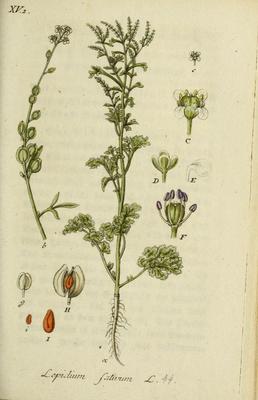 Cresson alénois (Lepidium sativum) - Lexique des plantes : Plantes  médicinales & herbes 