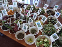 Exposition de plantes comestibles